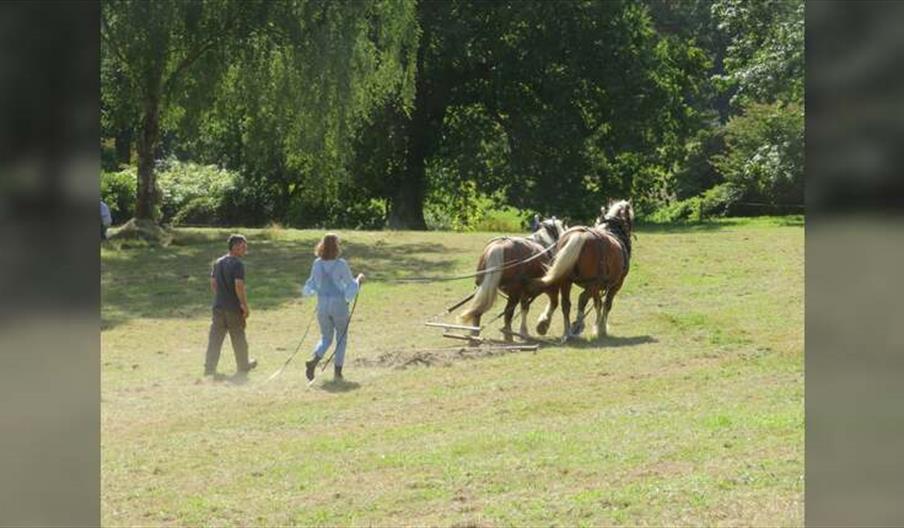 Heavy Horses - Wildflower Meaow Harrowing