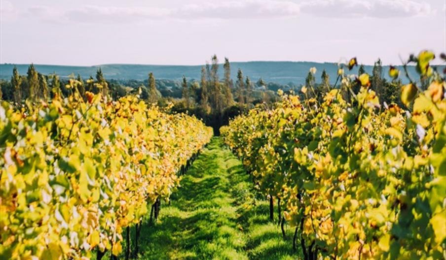 Rows of vines in Nyetimber vineyard, with South Downs in the background