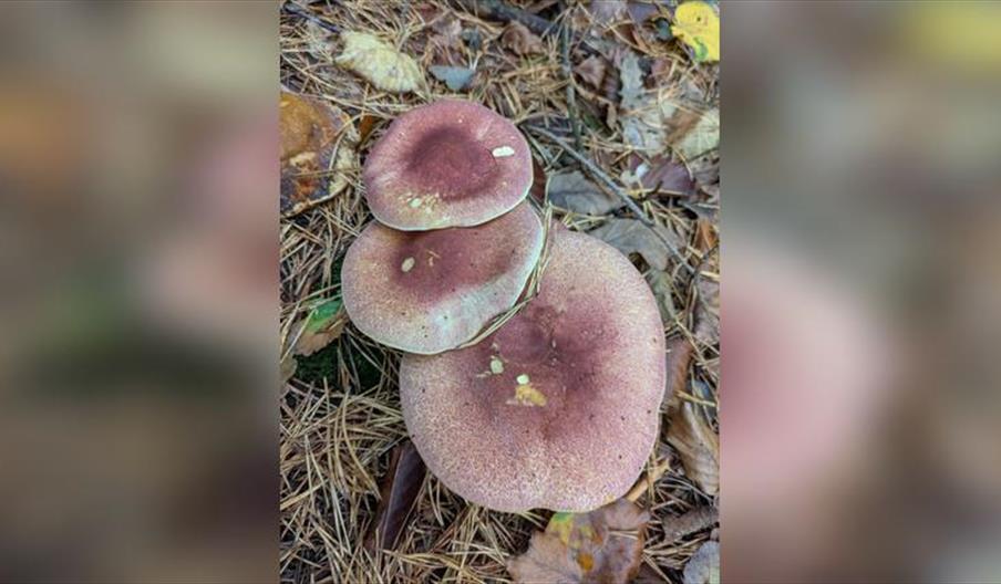 Sussex Wildlife Trust Guided Fungi Walk