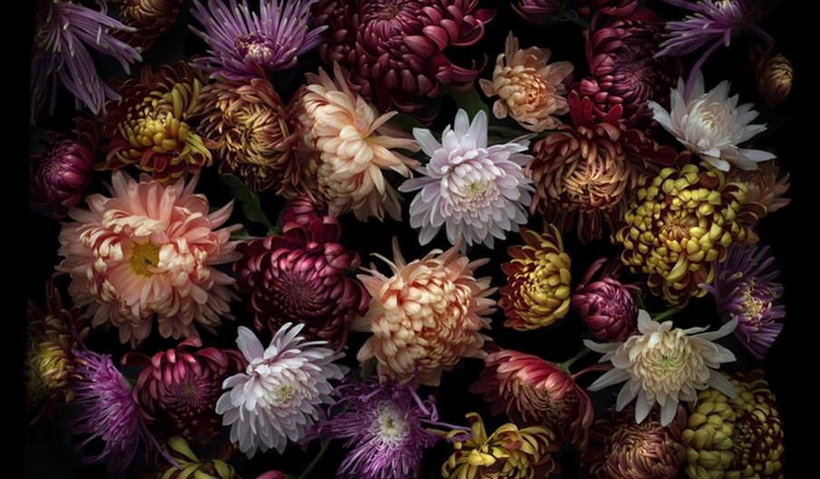 My Botanical Heart