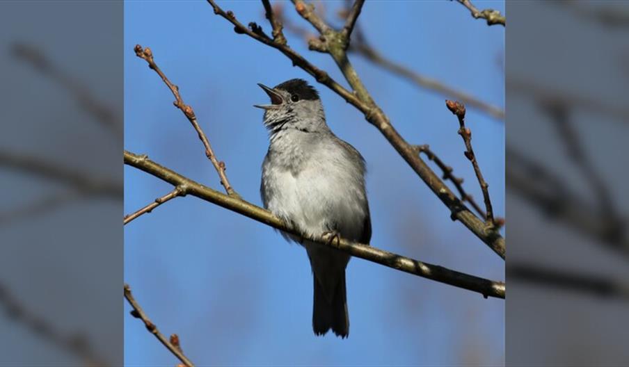 Birdsong Workshop & Walk