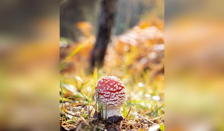 Autumn Fungi Walks