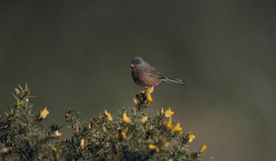 Guided Walk: Spring at the North Wall!