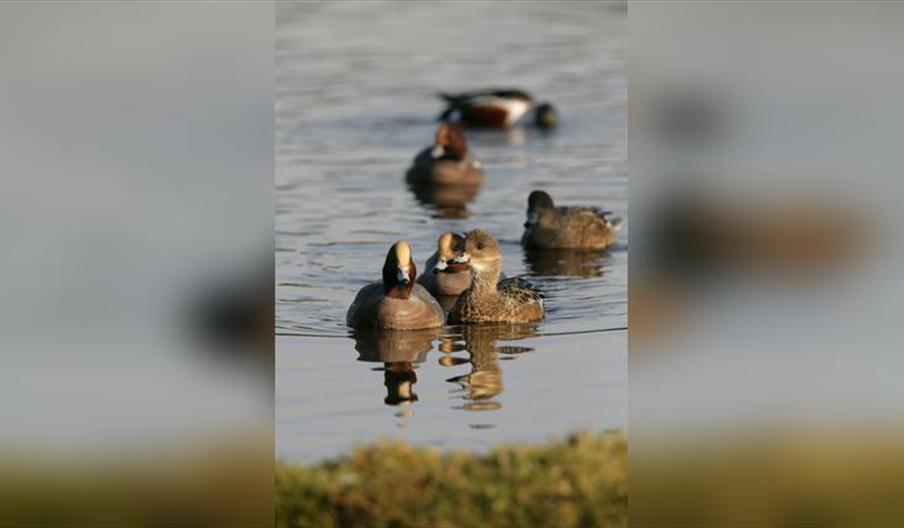 Guided Walk: North Wall Wintering Waders and Wildfowl