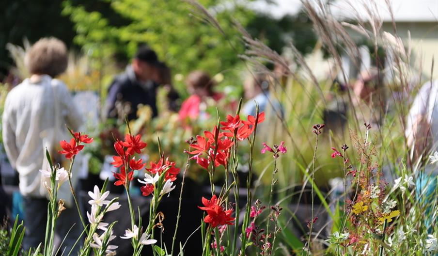 Autumn Plant Fair
