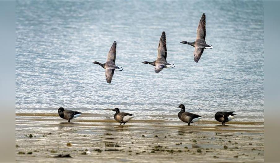'Birds Ahoy!' Family-Friendly Boat Trip on Solar Heritage