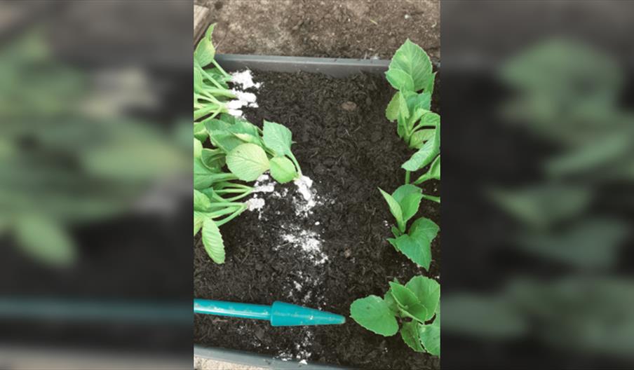 Withypitts Dahlias Propagation Workshop