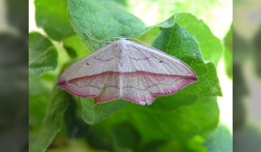 Moths and Coffee!