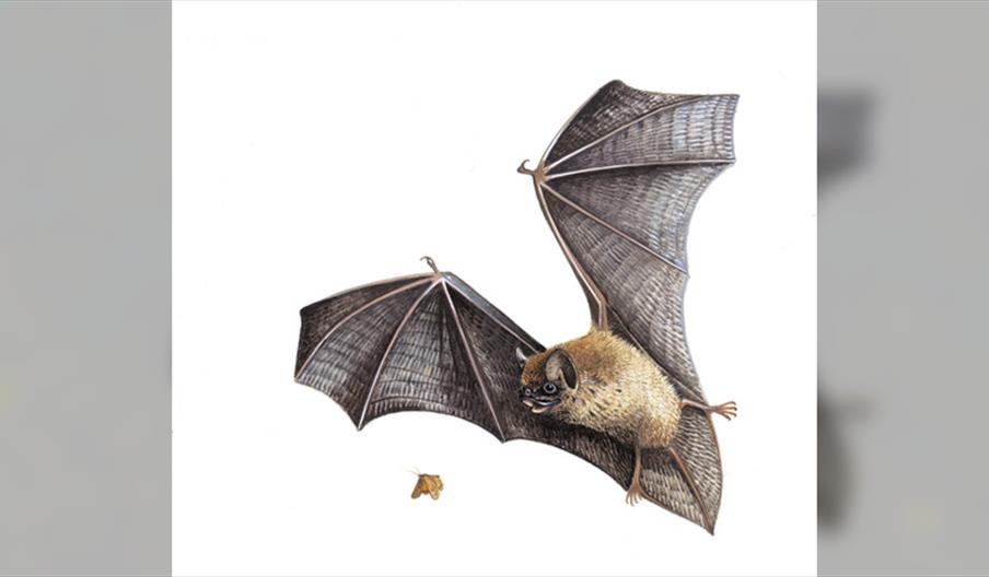 Batty about bats!