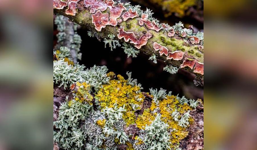 Loving the Lichen!