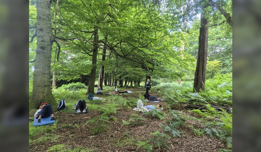 Forest Bathing