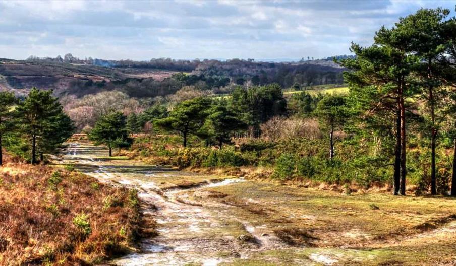 ashdown forest landscape