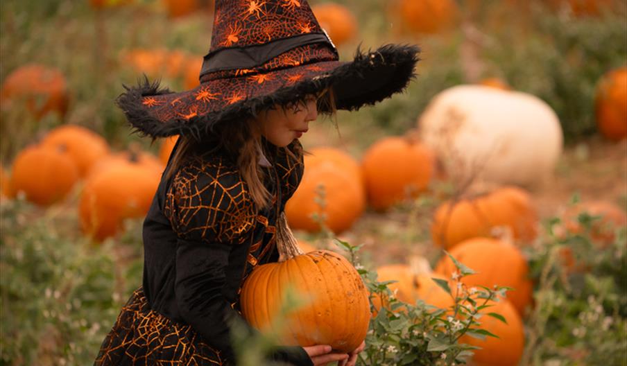 Rogate Pumpkin Patch
