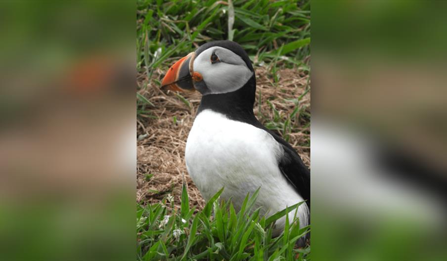 Talk by Rosie Ellis on Her Work on Lundy Island , Arundel Wetlands and Chichester Conservancy