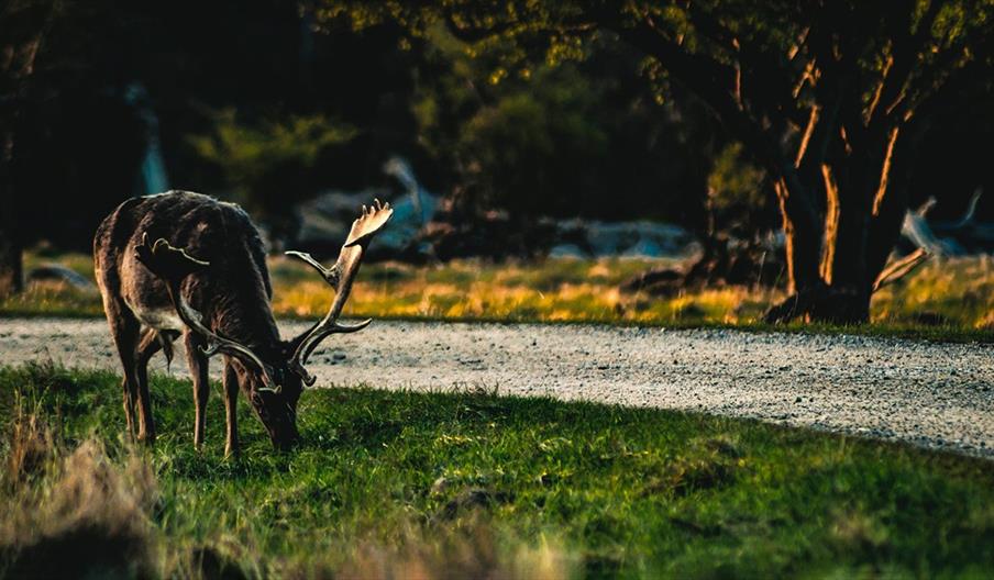 Stag grazing on grass
