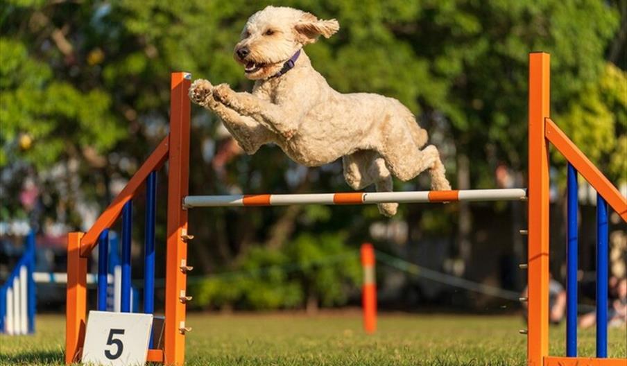 A Grand Doggy Day Out