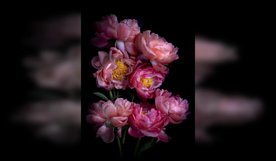 Rosa Botanical Art Fair