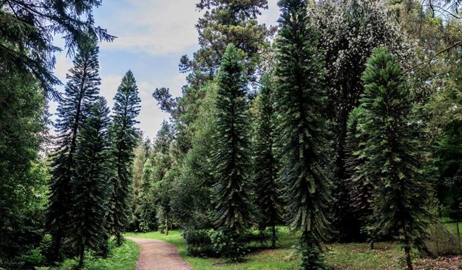 Summer forest bathing