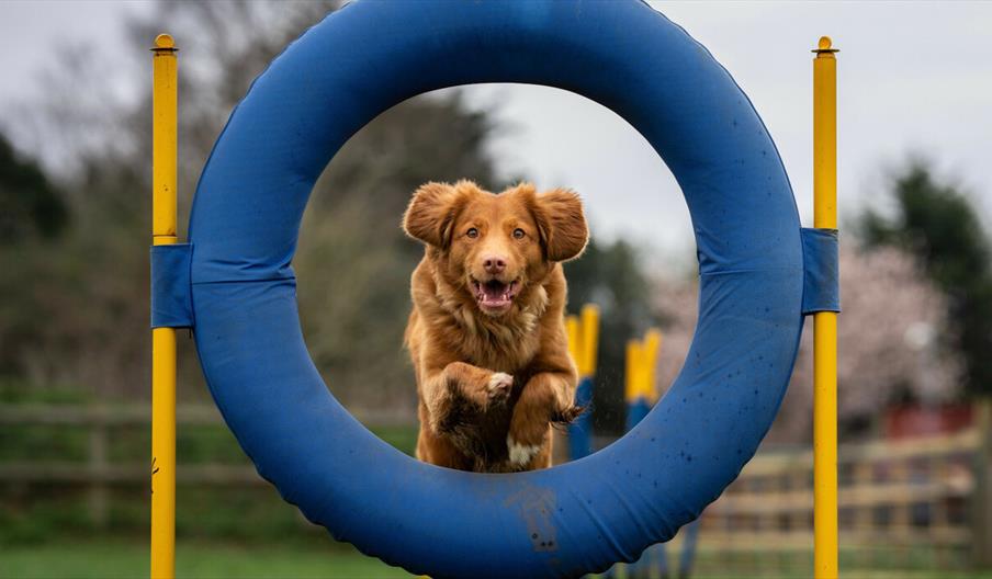 A caramel dog jumping through an agility course