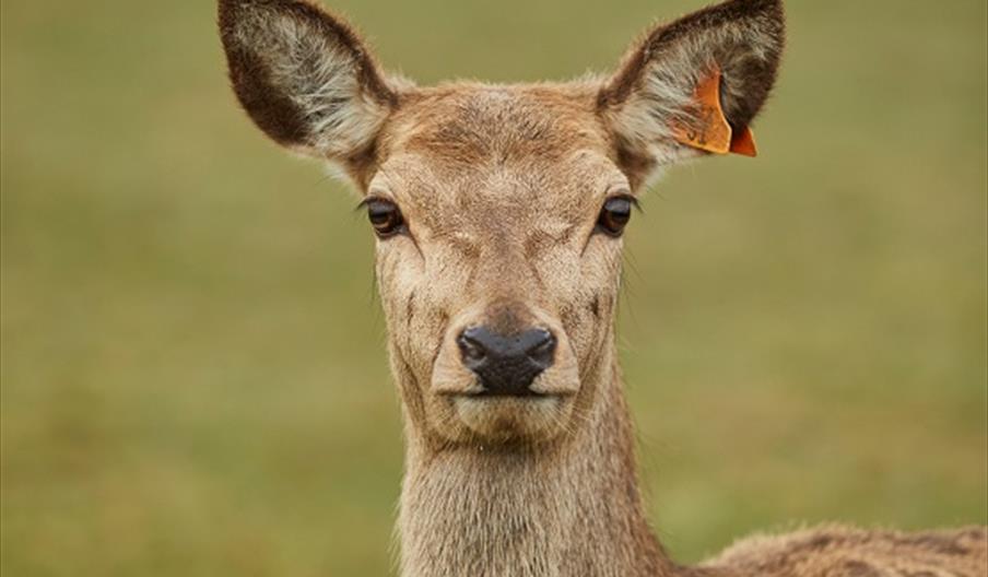 Deer looking at the camera at Sky Park Farm