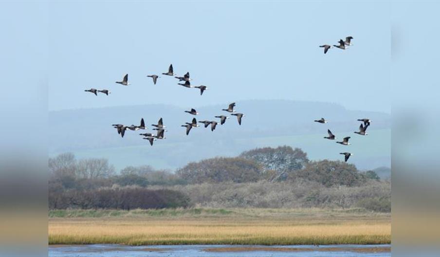 Guided Walk: Church Norton Wintering Waders and Wildfowl