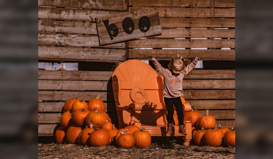 Rogate Pumpkin Patch and Halloween Activities