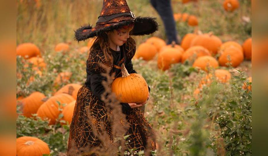 Rogate Pumpkin Patch Ticket Release