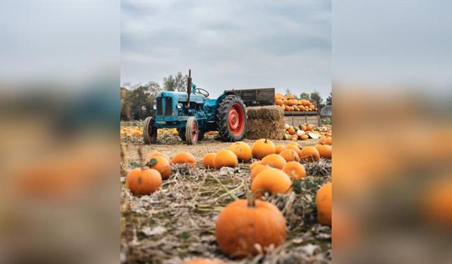 Somerley Fields Pyo Pumpkins
