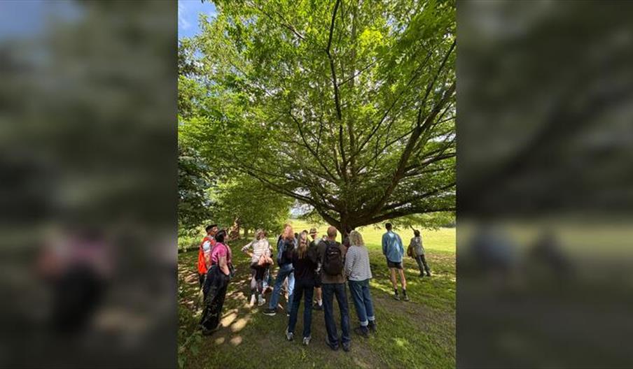 Sussex Tree Festival