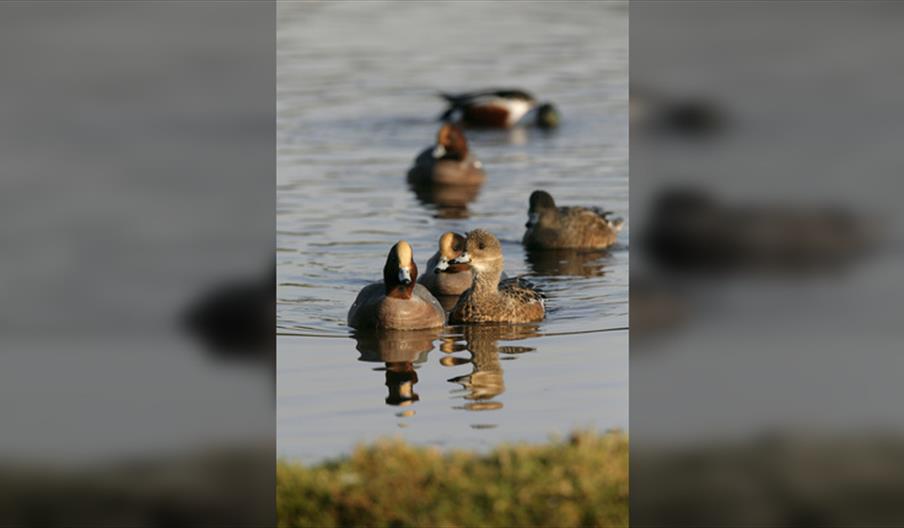 Guided Walk: Medmerry Migration Magic