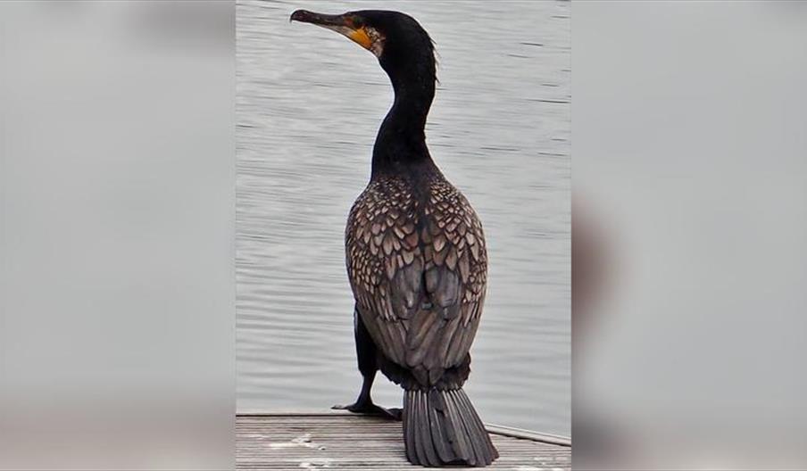 Nature Discovery / Bird-Watching Boat Trip - High Tide Special