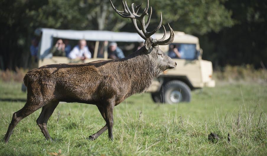 a stag in the foreground and a safari vehicle in the background with people enjoying the safari