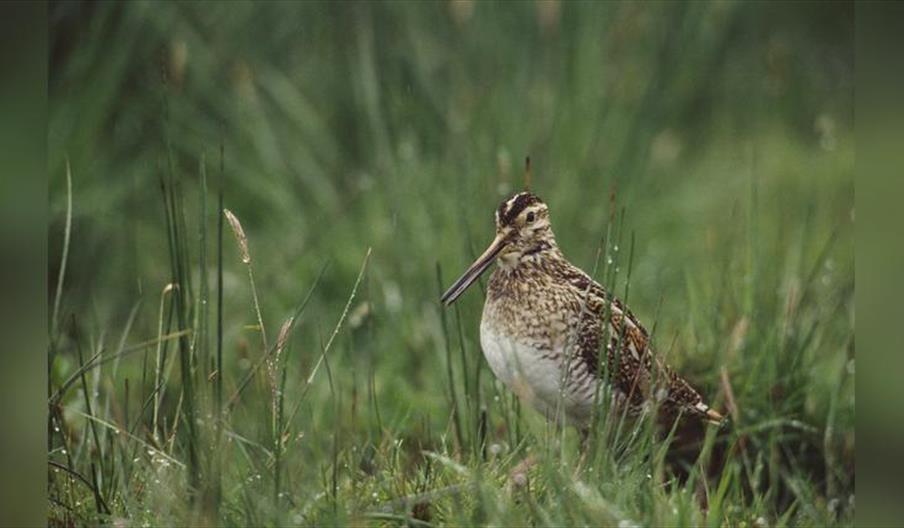 New Year's Day Bird Watching Walk