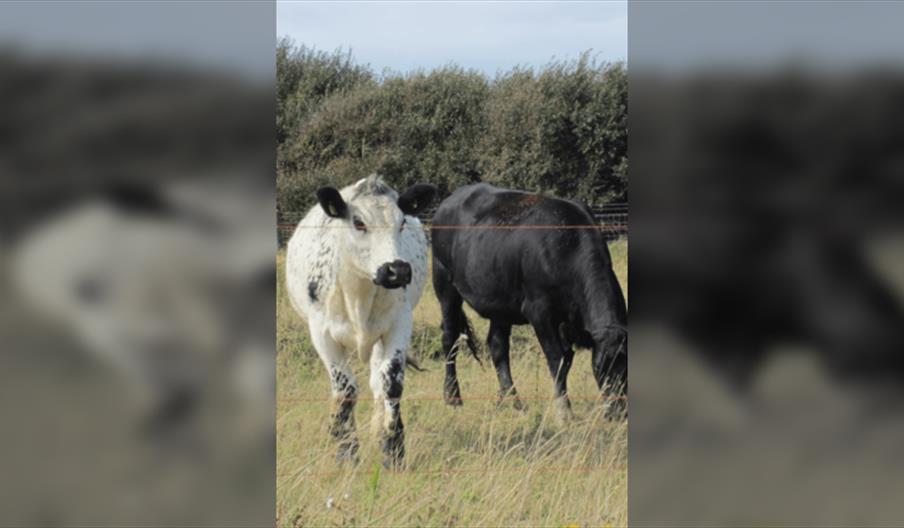 Farming in Protected Landscapes