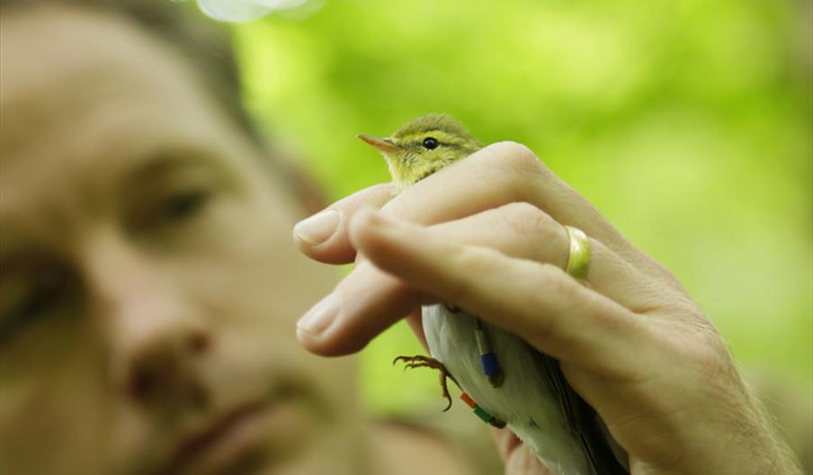 Bird-ringing Demonstration