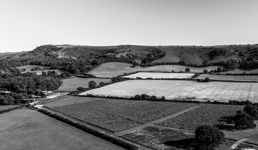 View of the Vineyard