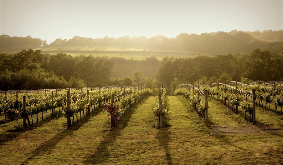 rows of vines early spring with the hills of the south downs in the background
