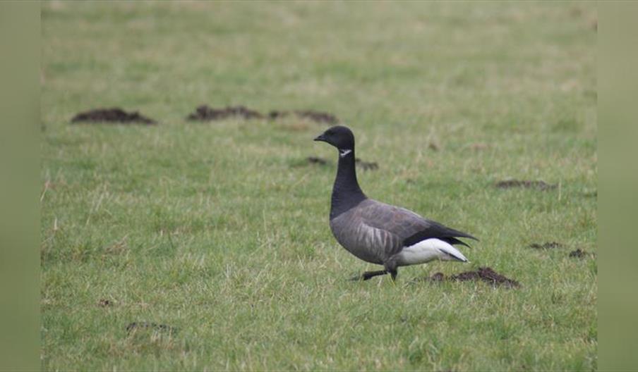 Migration Marvels