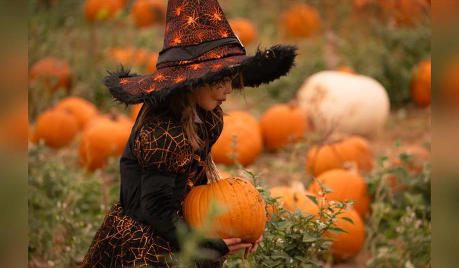 Rogate Pumpkin Patch