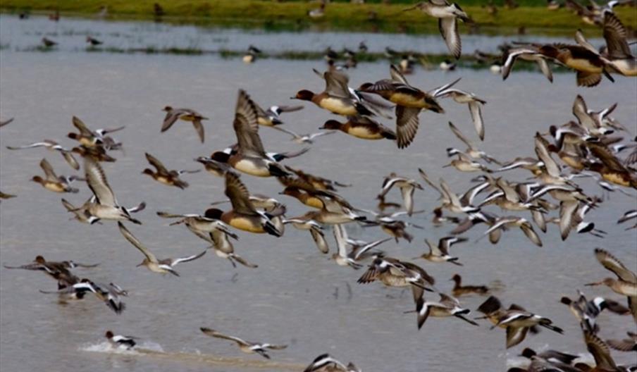 Birding Workshop & Walk: Winter on The Wetlands