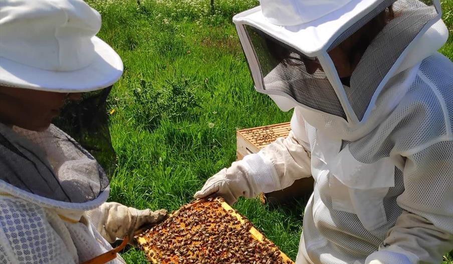 Beekeeping experience at Humble Bee