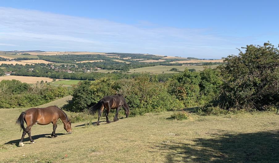 ponies at Cissbury Ring