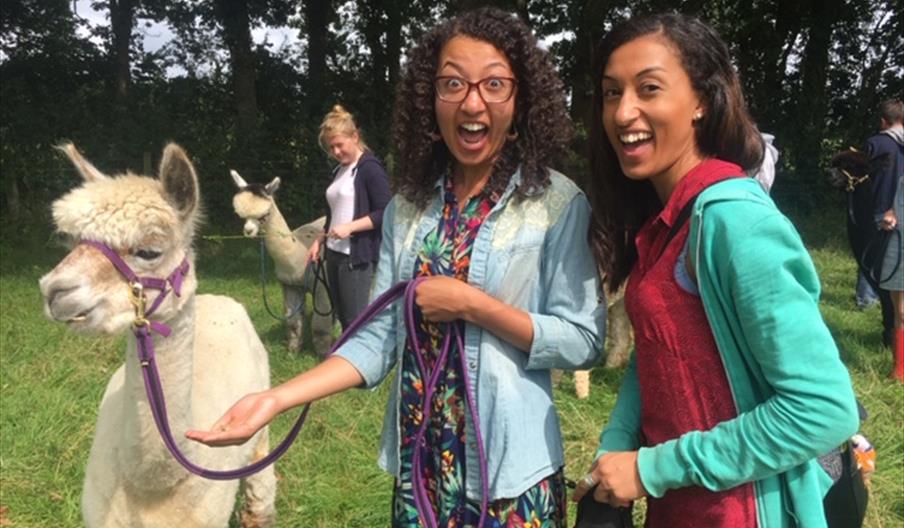 Walk super friendly alpacas and feed them carrots!