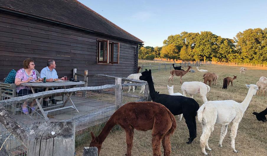 Stay in a fully equipped holiday let surrounded by alpacas