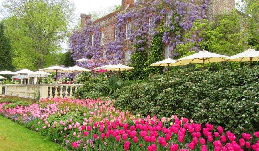 Pashley Manor Gardens Wisteria and Tulips on the Terrace