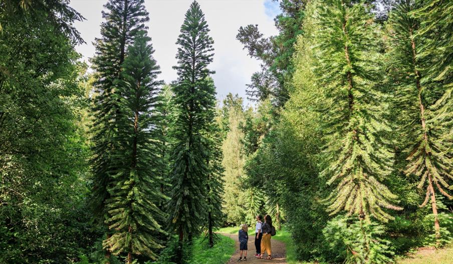 Forest trail with tall pine trees
