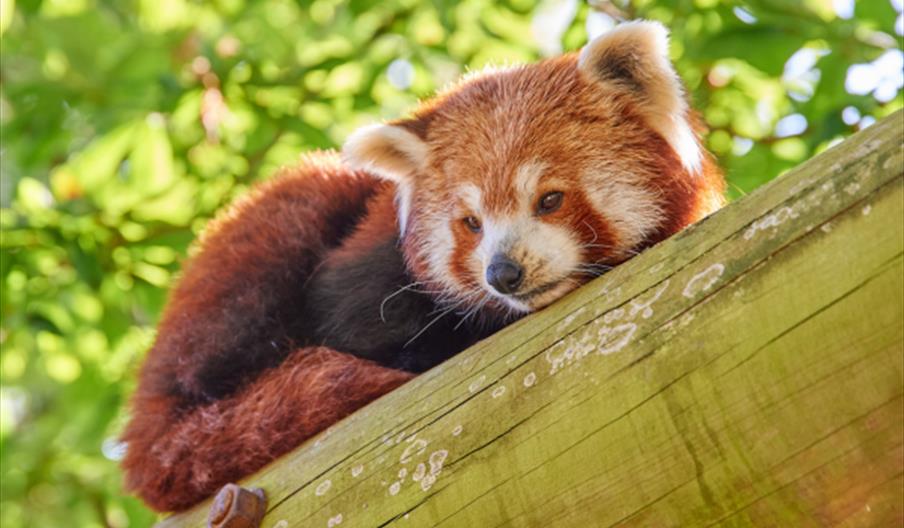 Red Panda at Drusillas Park