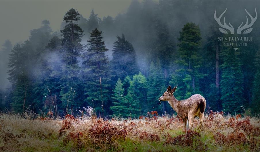 a deer in a meadow with forest in the background