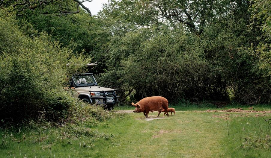 Knepp Safaris