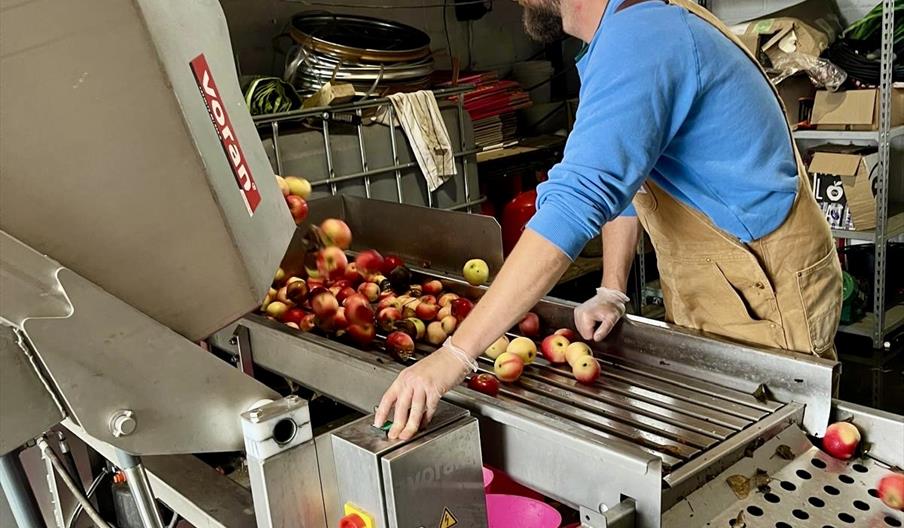 apples being processed for Cider